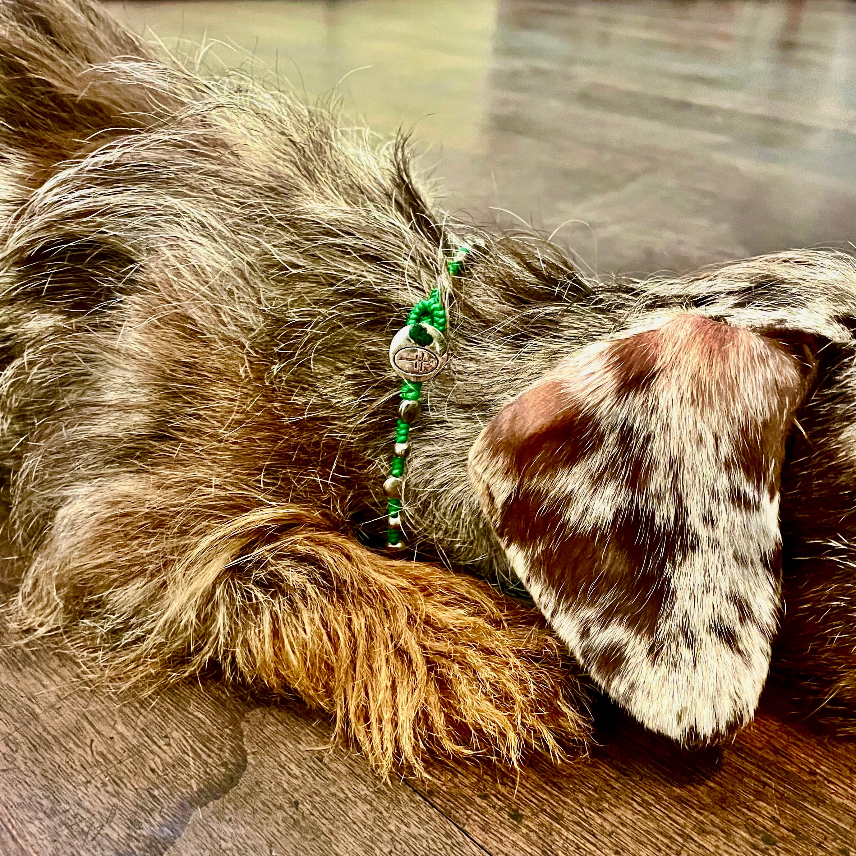 BRACELET FOR ANKLE OR LITTLE DOGS  . .-thumbmail-4